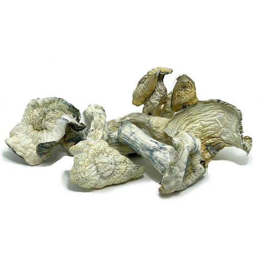 Albino Malabar Magic Mushroom