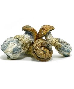 Jumbo Blue Meanie Magic Mushroom