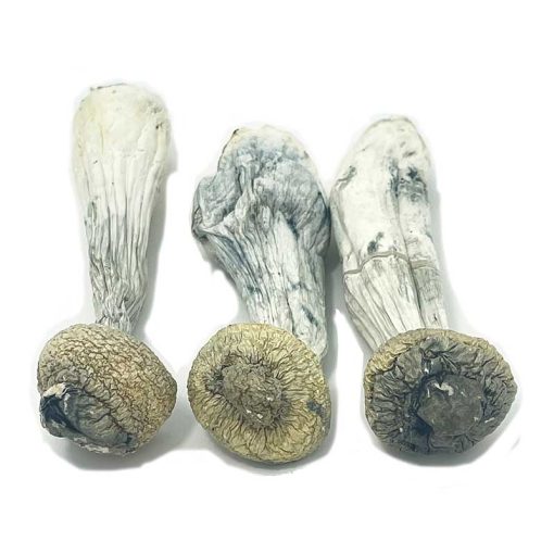Albino Penis Envy Magic Mushroom