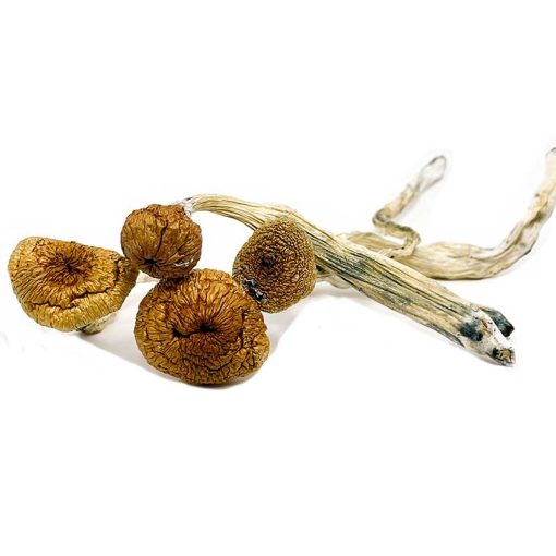 Blue Angels Magic Mushroom