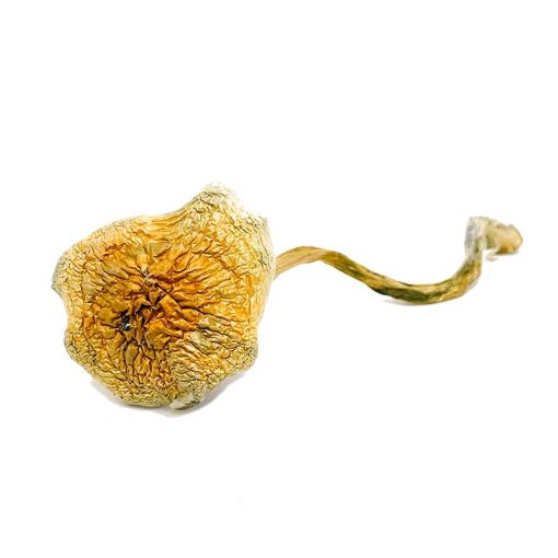 Goldie Magic Mushroom