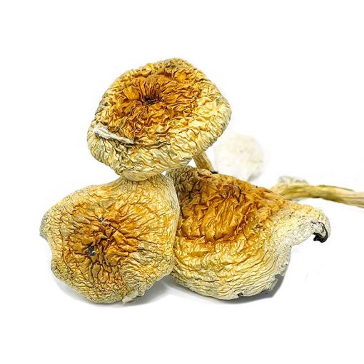 Goldie Magic Mushroom