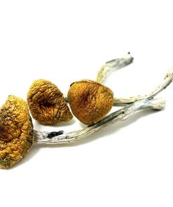 Hillbilly Magic Mushrooms