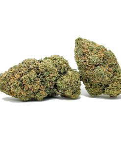 Northern Lights AA