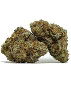 Orange Crush AA