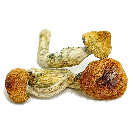 Penis Envy Supreme Magic Mushroom