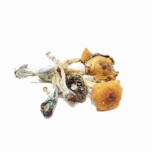 Puerto Rican Magic Mushroom