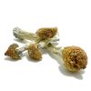 Purple Mystic Magic Mushroom