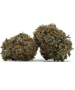 Rockstar Tuna AAA