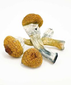 Treasure Coast Mushroom