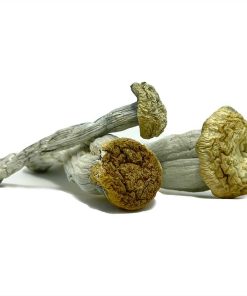Yeti Magic Mushroom