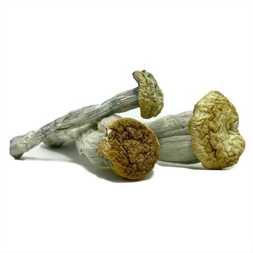 Yeti Magic Mushroom